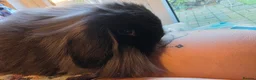 Mini Lion Lop rabbits for sale: 1 mini lion lops girls for sale - Advert 2