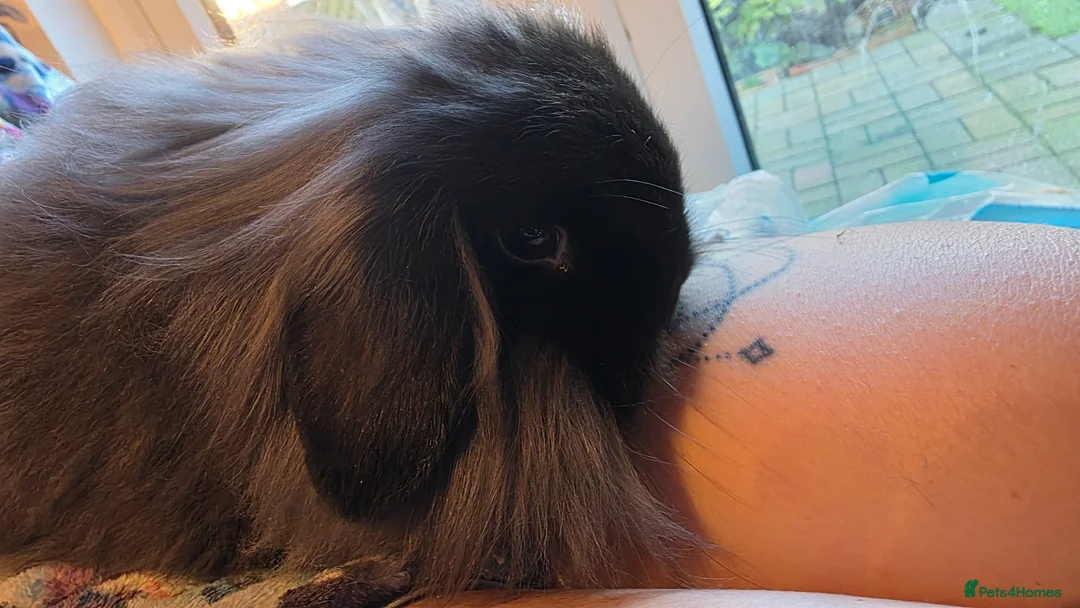 Mini Lion Lop rabbits for sale: 1 mini lion lops girls for sale - Advert 2