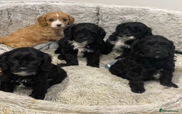Cavapoo dogs for sale: Waiting list open for cavapoo puppies  - Image 10