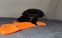 Sheepadoodle dogs for sale: Micro-mini Sheepadoodle reduced !!!!! - Image 21