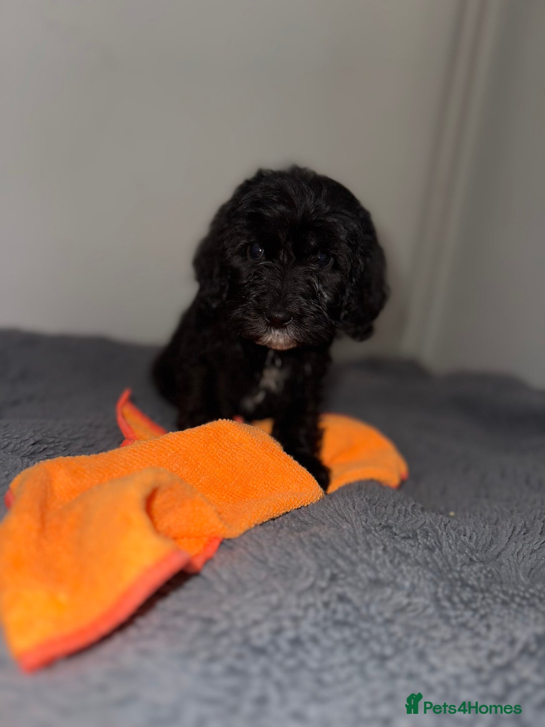 Sheepadoodle dogs for sale: Micro-mini Sheepadoodle reduced !!!!! - Image 21
