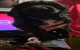 Sprocker dogs for sale: Sprocker  - Image 12