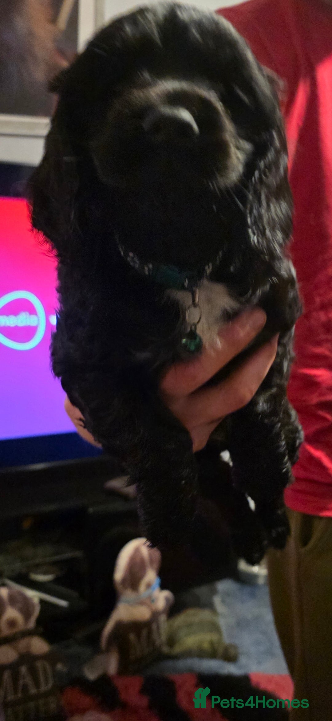 Sprocker dogs for sale: Sprocker  - Image 12