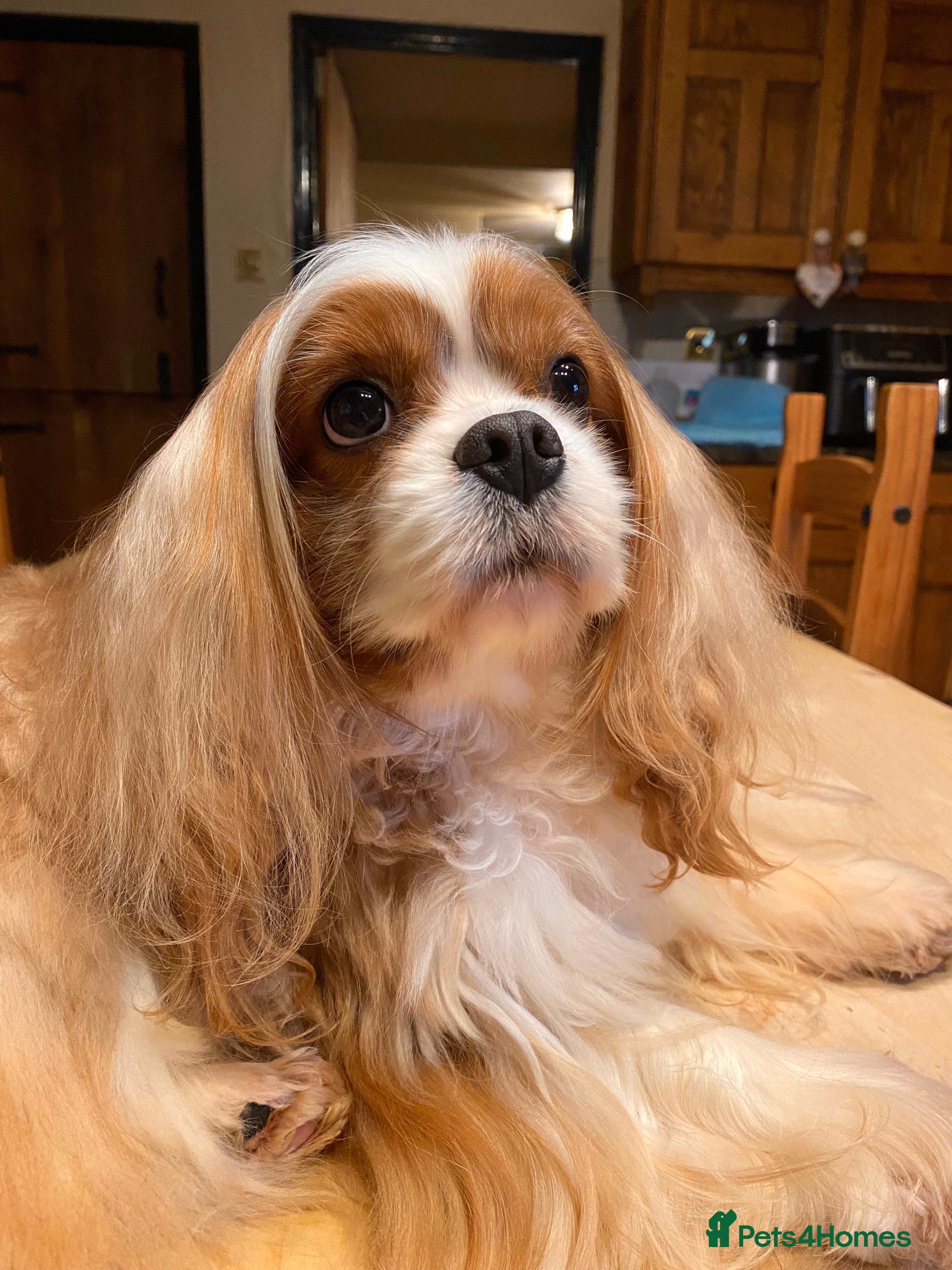 Cavalier King Charles Spaniel dogs Stunning Cavalier Stud, Elite Import. in Market Drayton - Advert 5