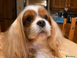 Cavalier King Charles Spaniel dogs Stunning Cavalier Stud, Elite Import. in Market Drayton - Advert 7