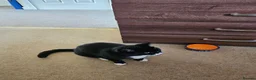 Mixed Breed cats for sale: Raven - Advert 4