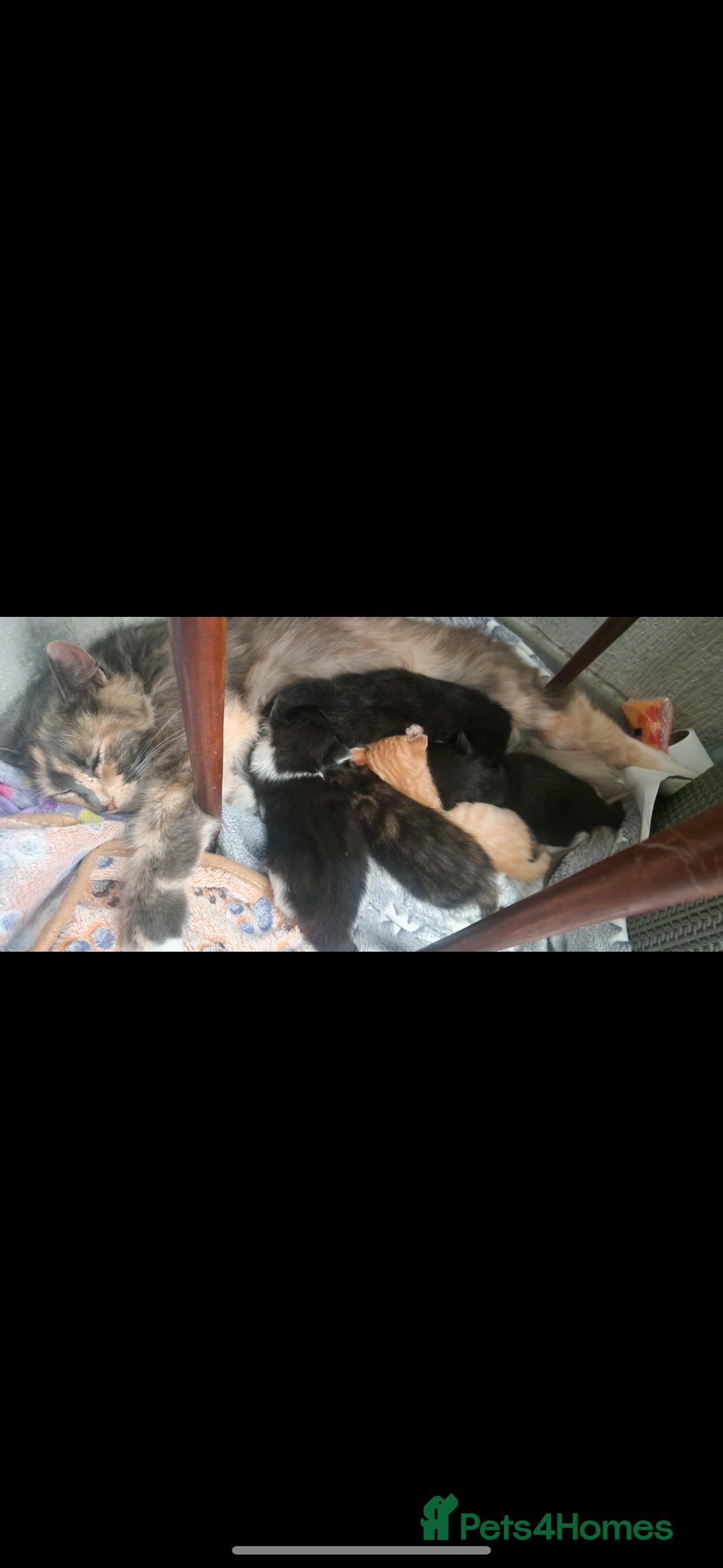Mixed Breed cats for sale: Kittens ready for their new home now  - Image 5