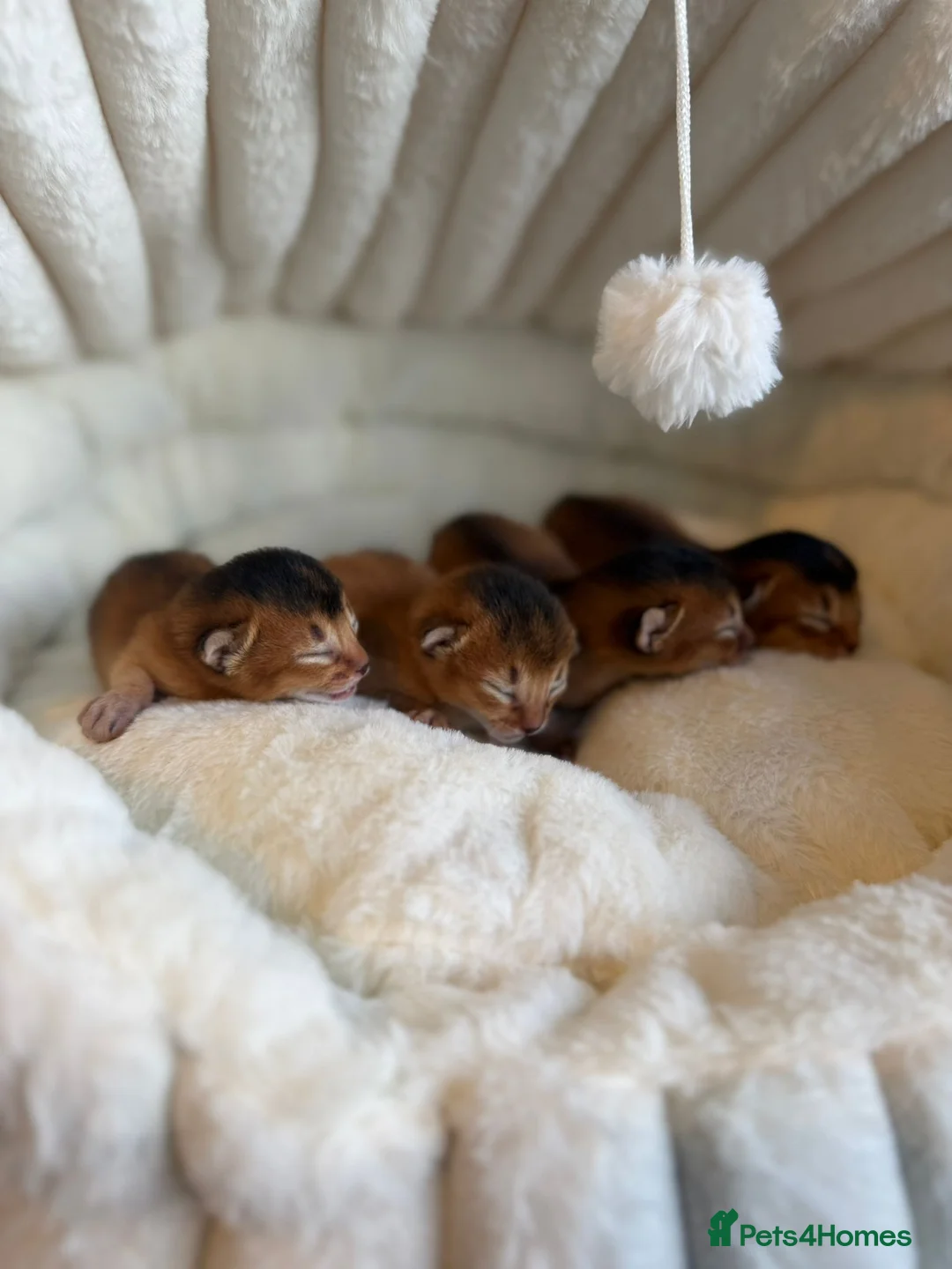 Abyssinian cats for sale: Abyssinian kitten - Advert 2