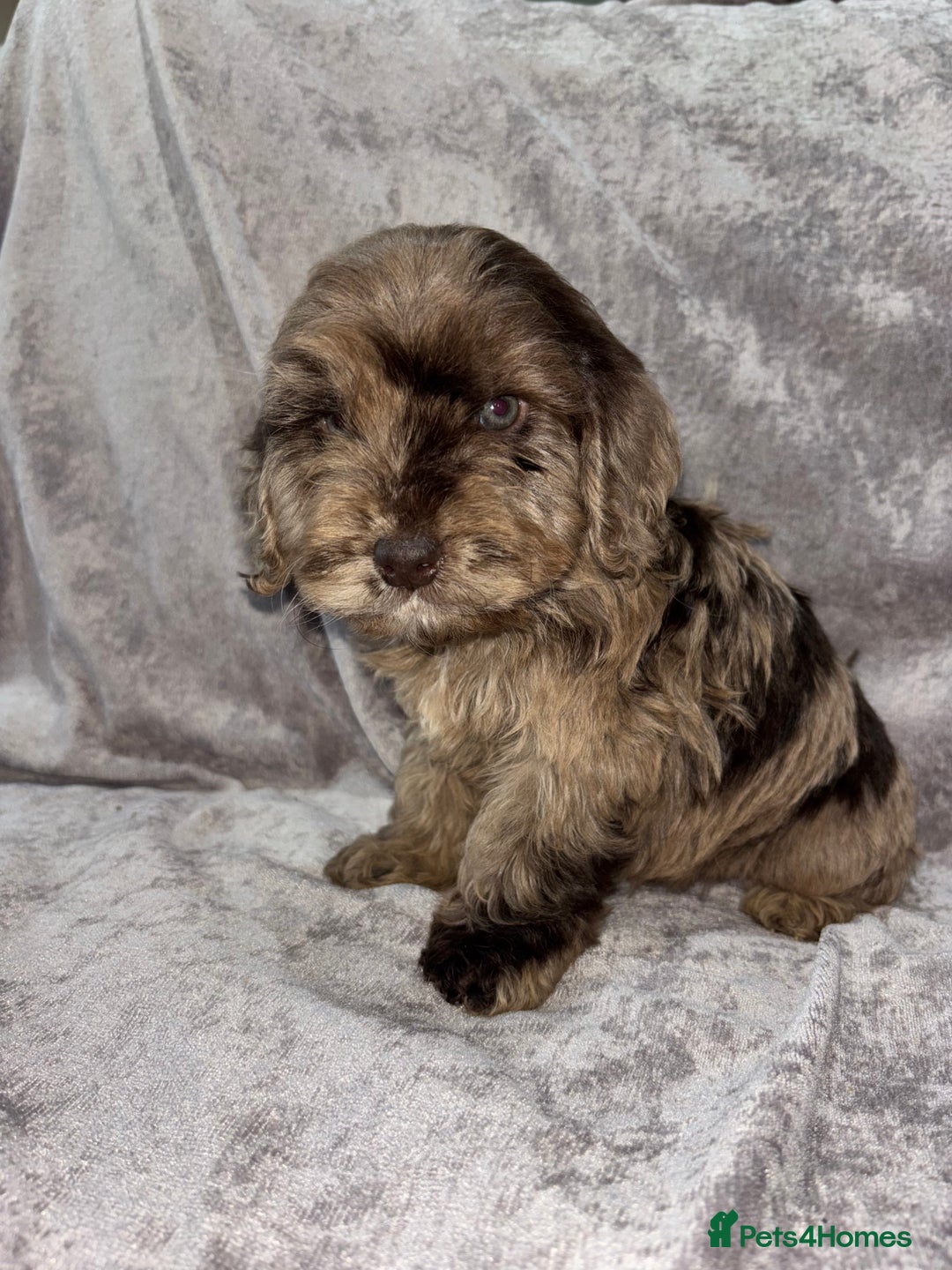 Cockapoo dogs for sale: Gorgeous Cockapoo Puppies  - Advert 33