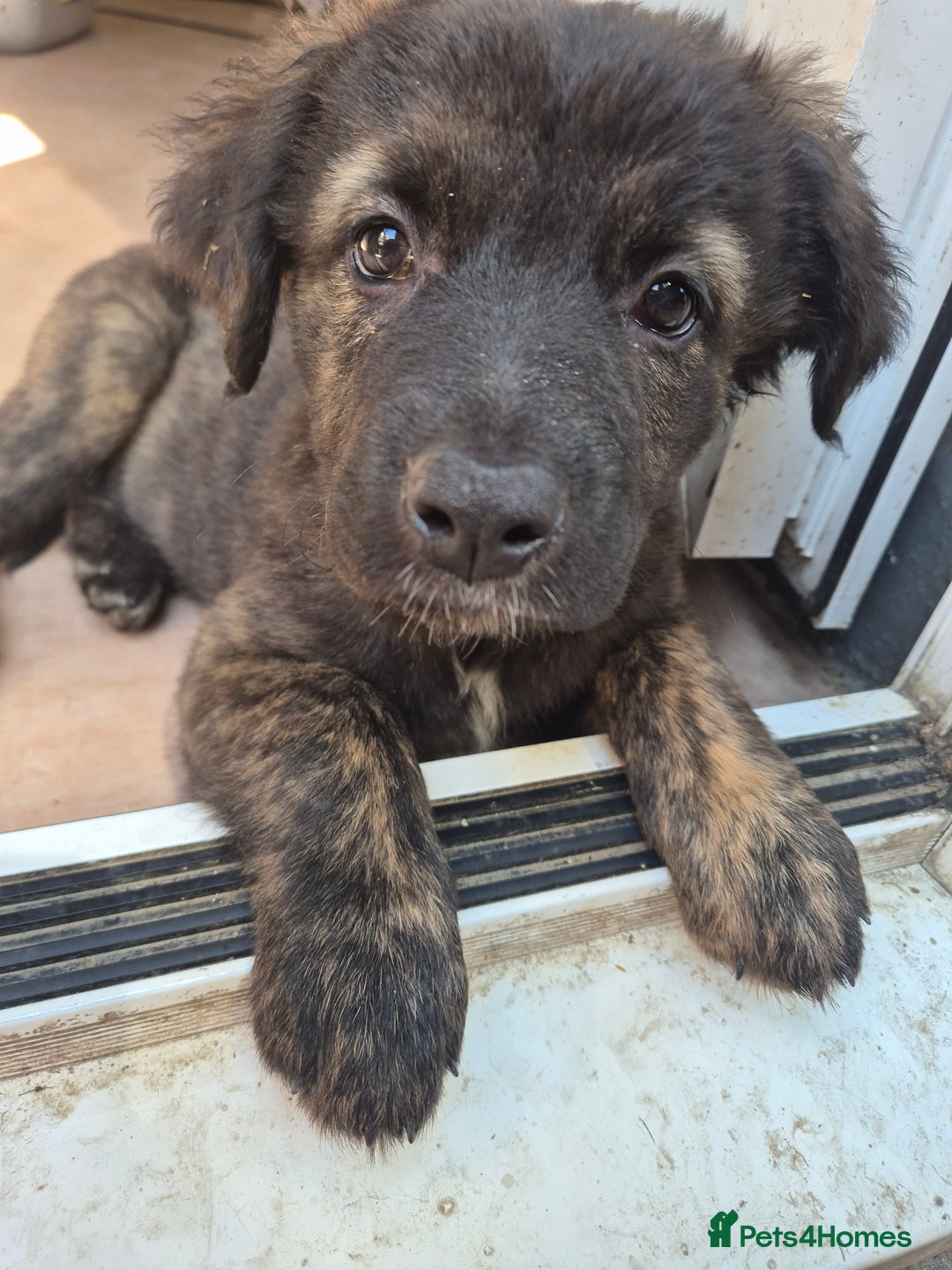 American Bulldog English Bulldog X German Shepherd German Shepherd