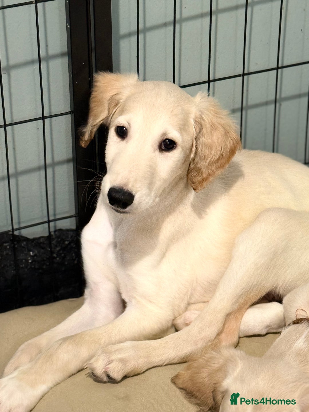 Saluki dogs for sale: Saluki 2 big boys left reduced £ - Advert 19