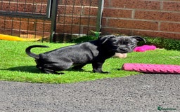 Staffordshire Bull Terrier dogs for sale: Quality Black to blue Staffordshire bull terrier - Image 2