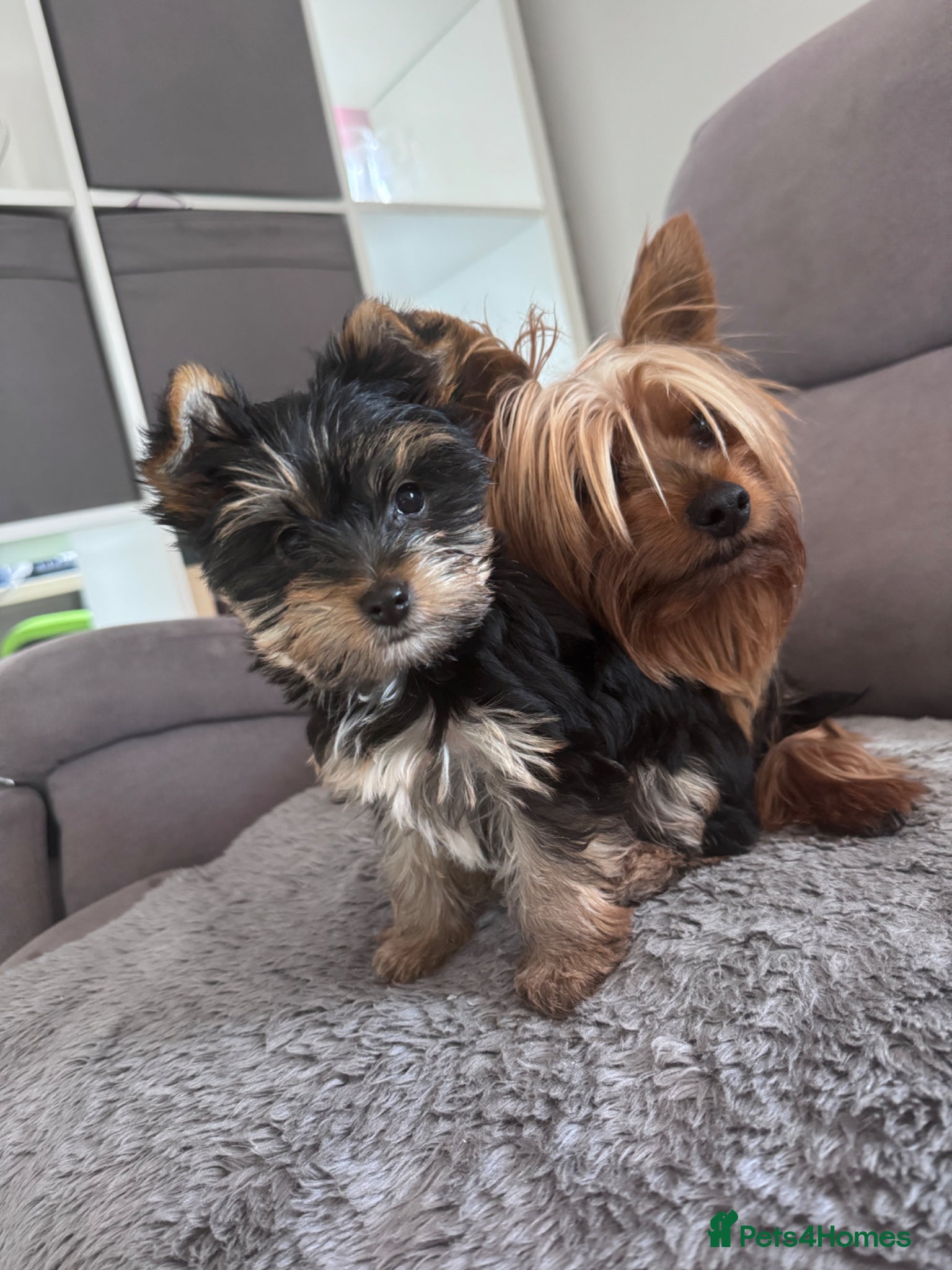 Yorkshire Terrier dogs Yorkshire terrier boy - Advert 15