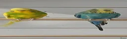Budgerigars birds for sale: Adult budgies ready now !!!! Don't miss out  in Colchester - Advert 2