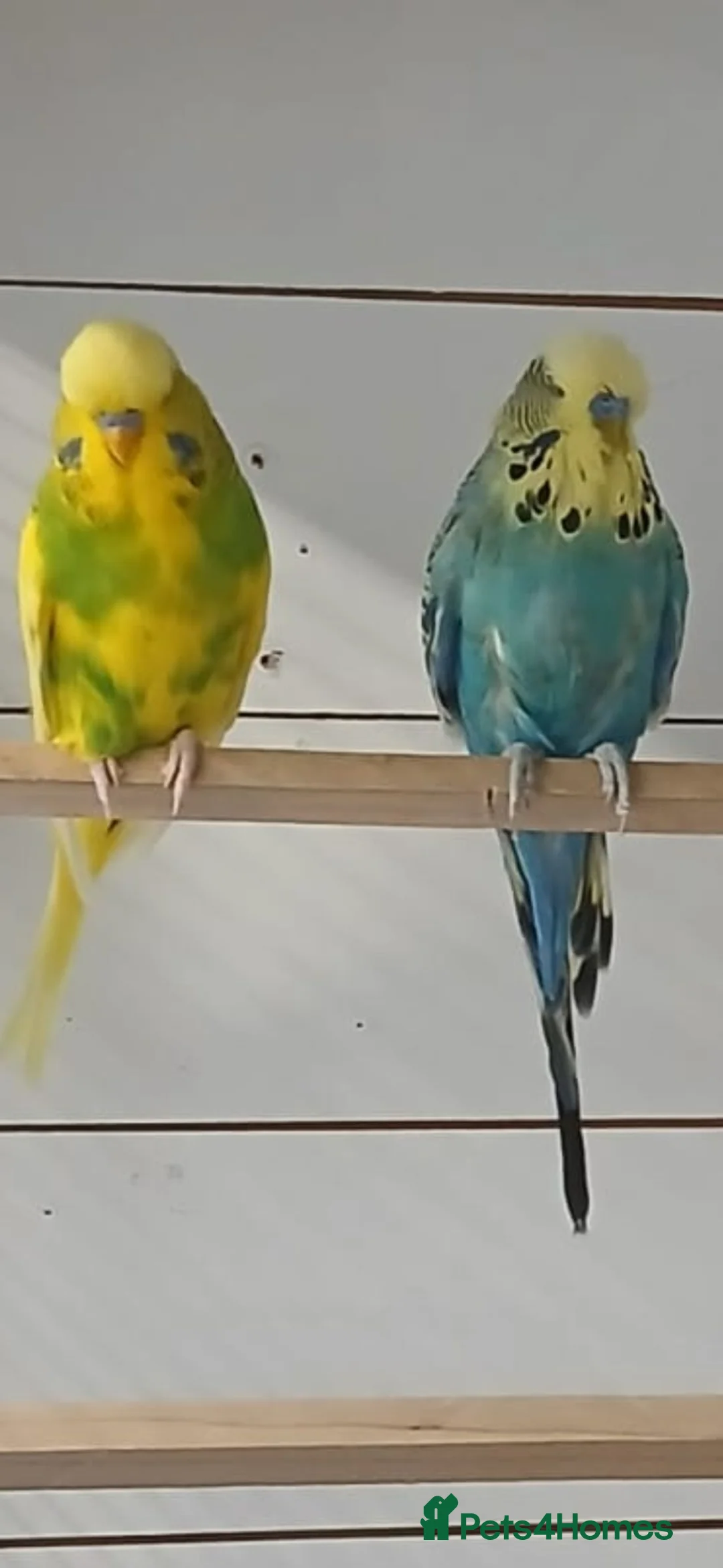 Budgerigars birds for sale: Adult budgies ready now !!!! Don't miss out  in Colchester - Advert 2