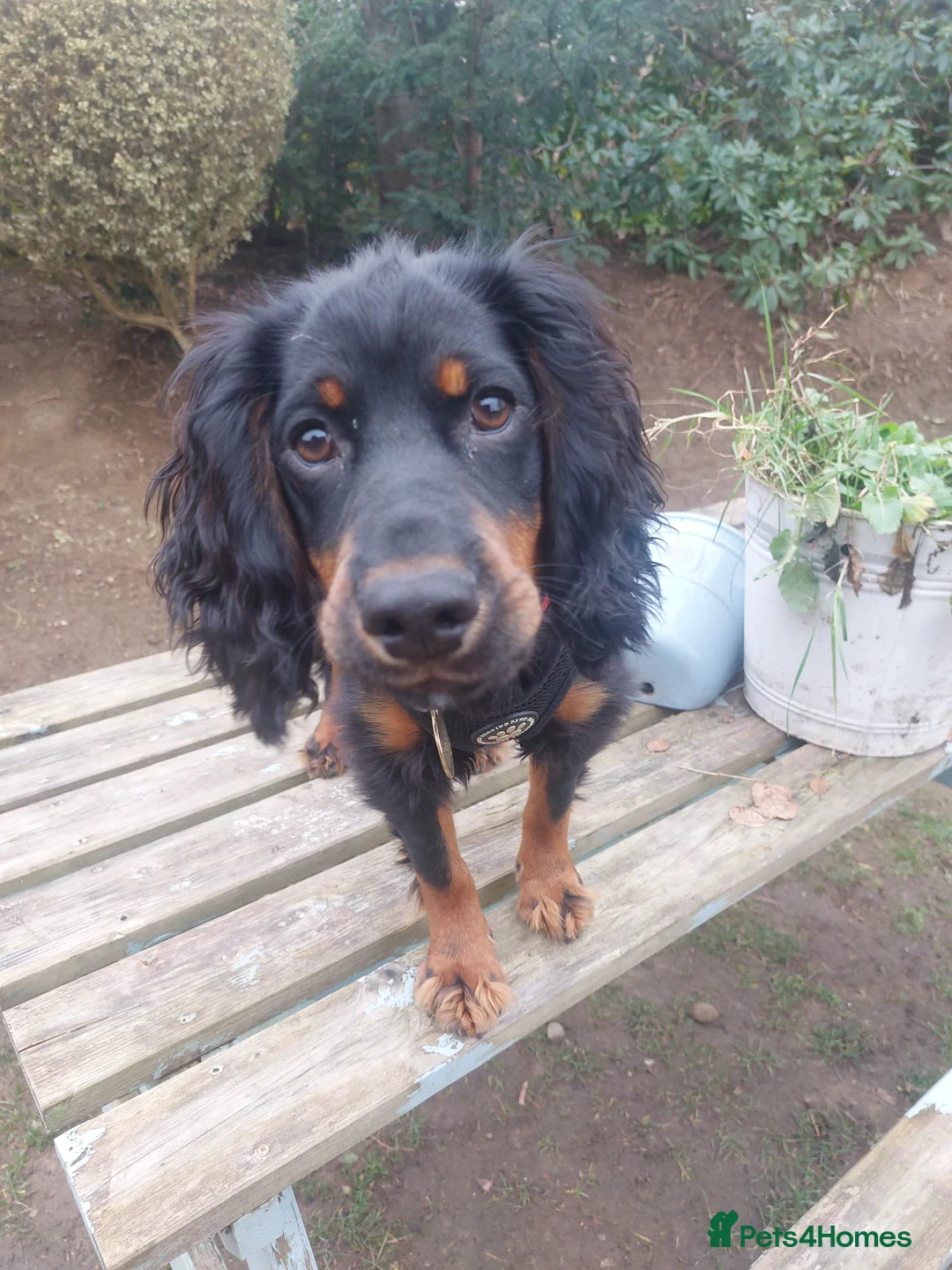 Cocker Spaniel dogs for sale: Exceptional KC Cocker Spaniel Pups - Advert 10