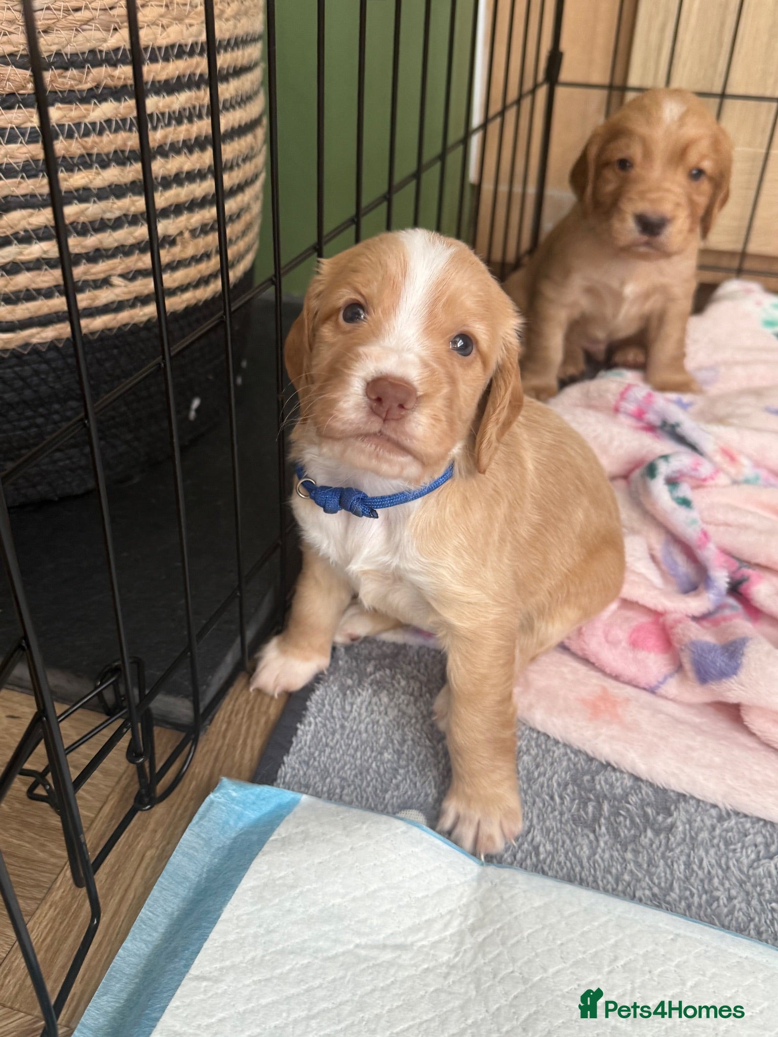 Cocker Spaniel dogs KC Reg Cocker Spaniel Pups  - Advert 2
