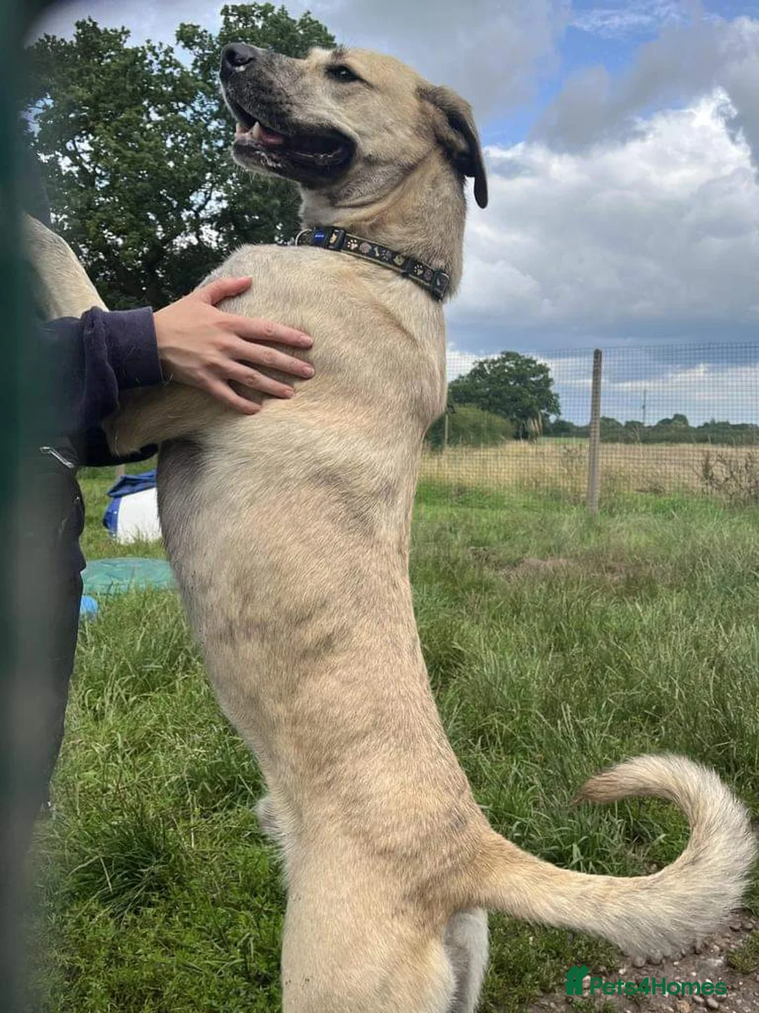 Mixed Breed dogs for adoption: Meet Ziggy, currently residing in Cheshire  in Nantwich - Advert 5