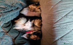 Morkie dogs for sale: Stunning F1 Morkie Puppies - Image 14