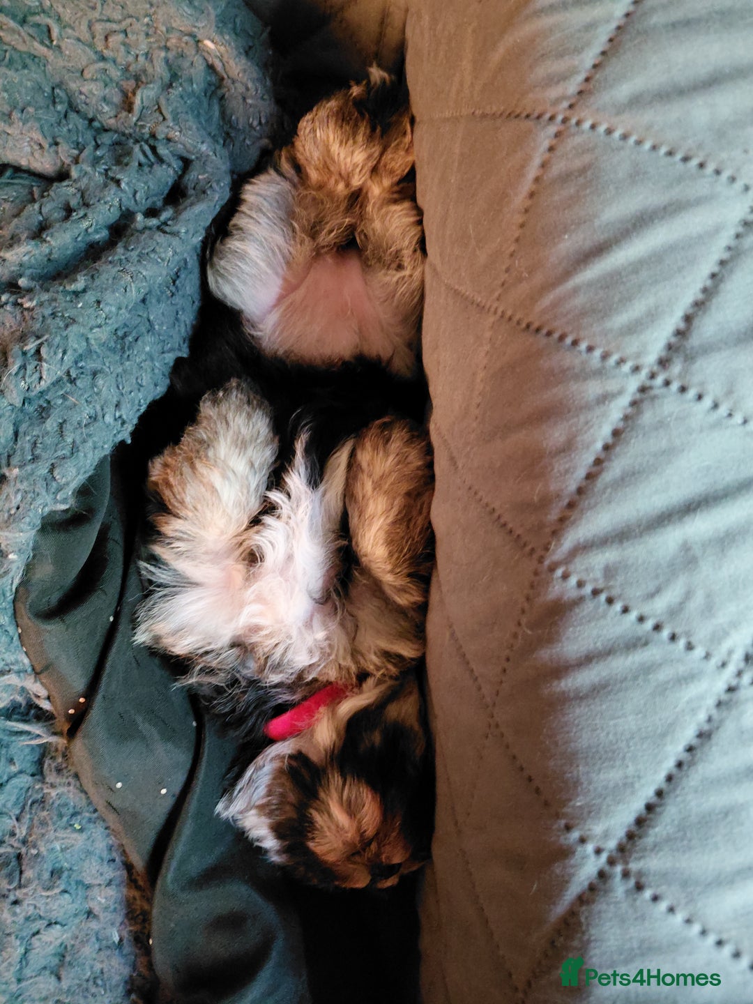 Morkie dogs for sale: Stunning F1 Morkie Puppies - Image 14