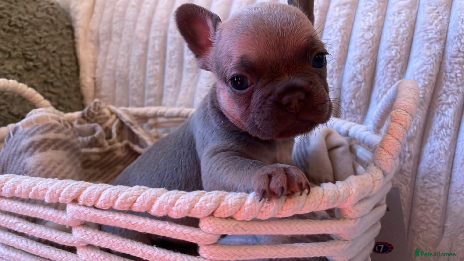 French Bulldog dogs for sale: Lilac/cream,platinum & fawn frenchie puppies - Advert 13
