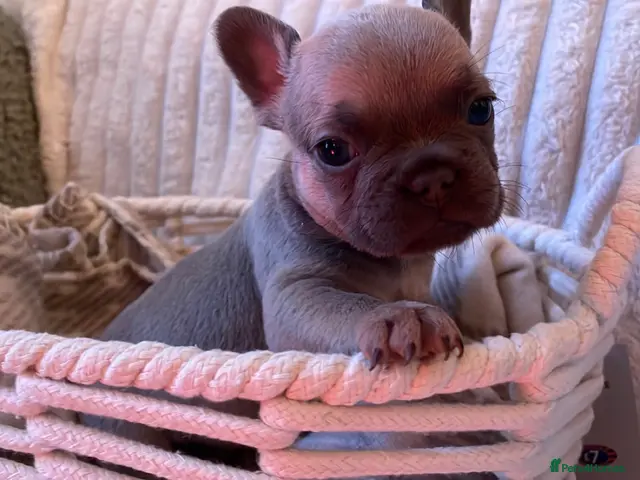French Bulldog dogs for sale: Lilac/cream,platinum & fawn frenchie puppies - Advert 2