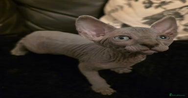 Sphynx cats ✨ Gorgeous Chunky Sphynx Kittens – Ready Soon! ✨ - Advert 2