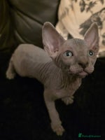 Sphynx cats ✨ Gorgeous Chunky Sphynx Kittens – Ready Soon! ✨ - Advert 4