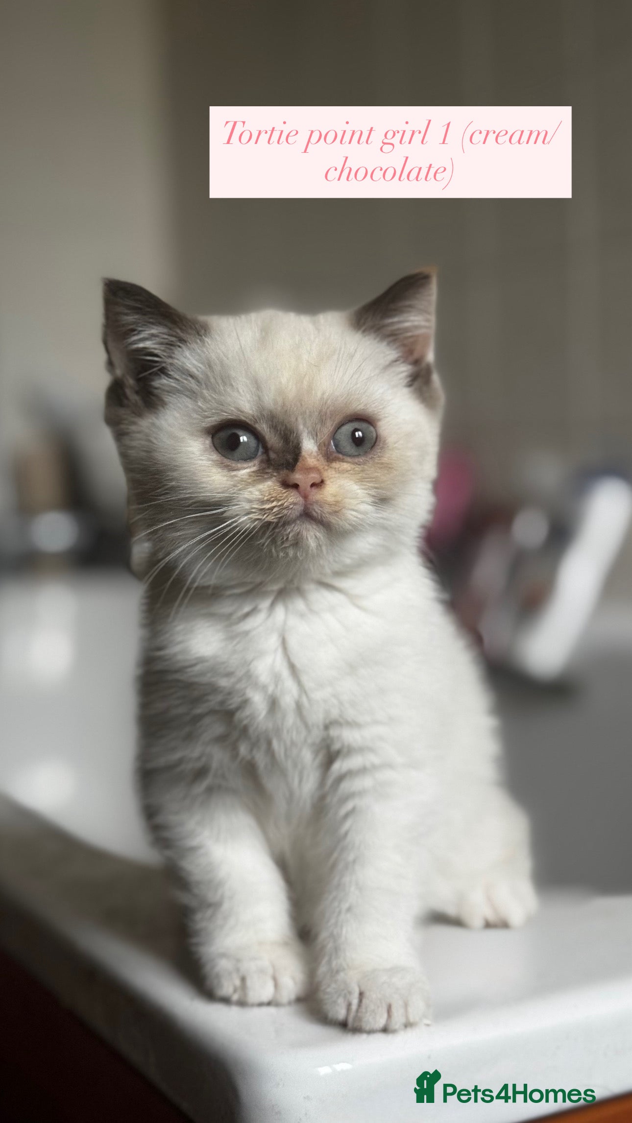 British Shorthair cats RARE Tortie/Colourpoint British shorthair kittens  - Advert 13