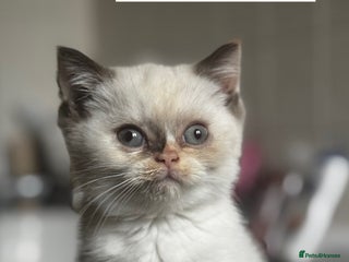 British Shorthair cats RARE Tortie/Colourpoint British shorthair kittens - Advert 3