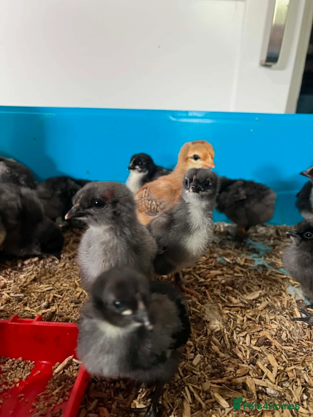 Chickens poultry for sale: olive eggers - Advert 3
