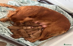 Cocker Spaniel dogs for sale: Red Cocker Spaniel Puppies - Image 3