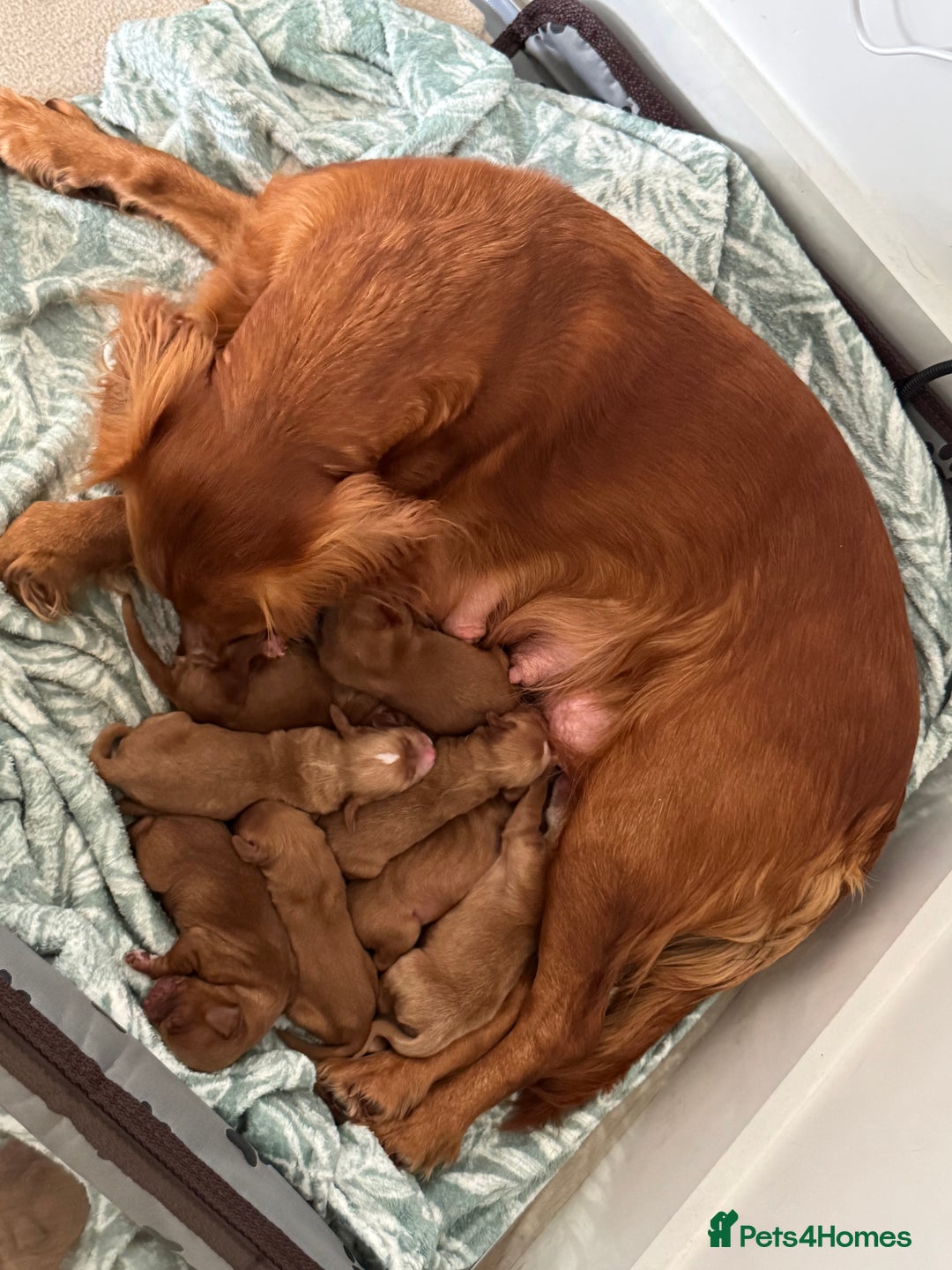 Cocker Spaniel dogs for sale: Red Cocker Spaniel Puppies - Image 3