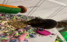 Hamster rodents for sale: Hamster and setup rehome - Image 5