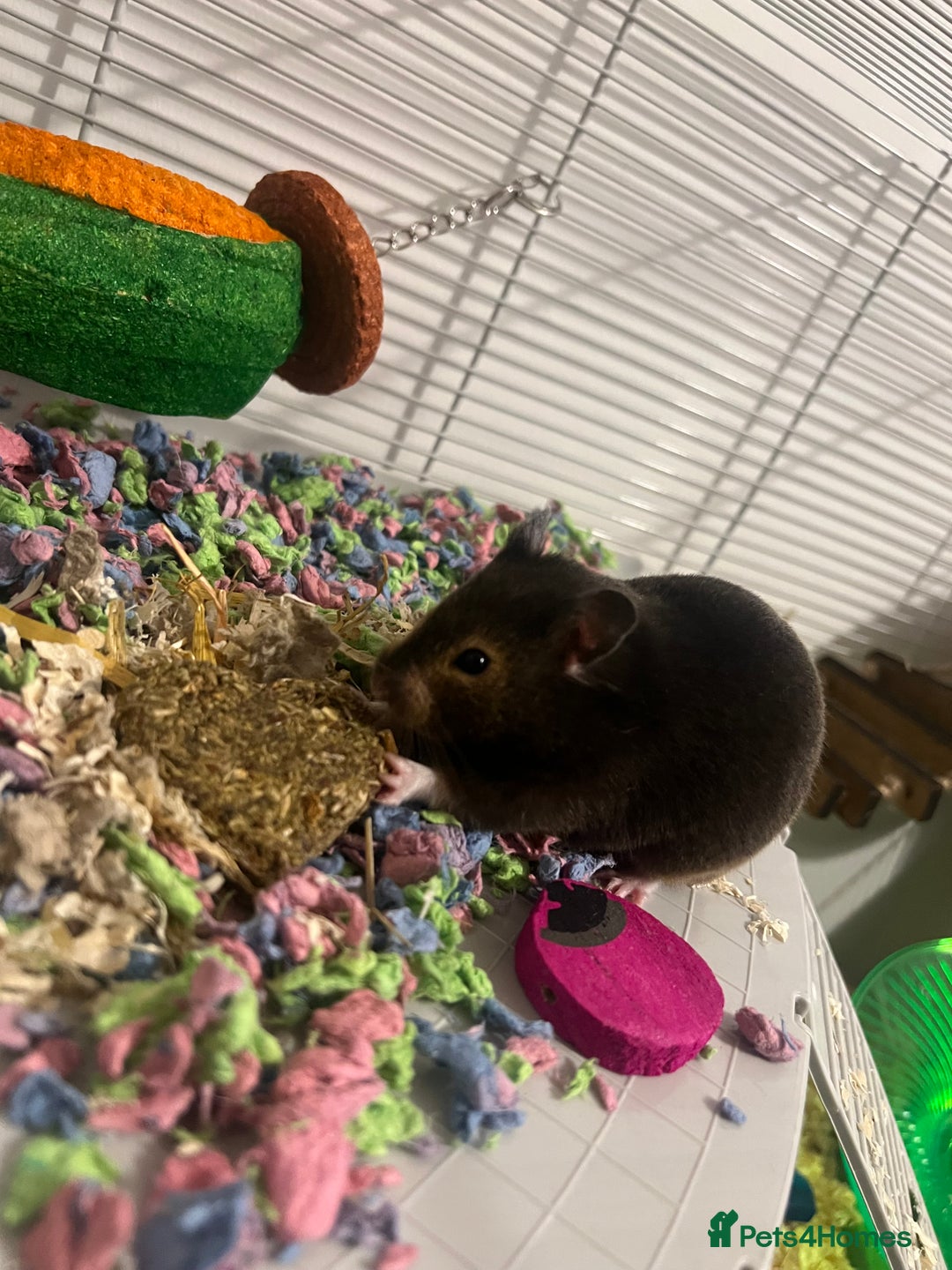 Hamster rodents for sale: Hamster and setup rehome - Image 5