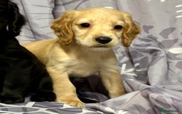 Cocker Spaniel dogs for sale: Beautiful puppy’s  - Image 15