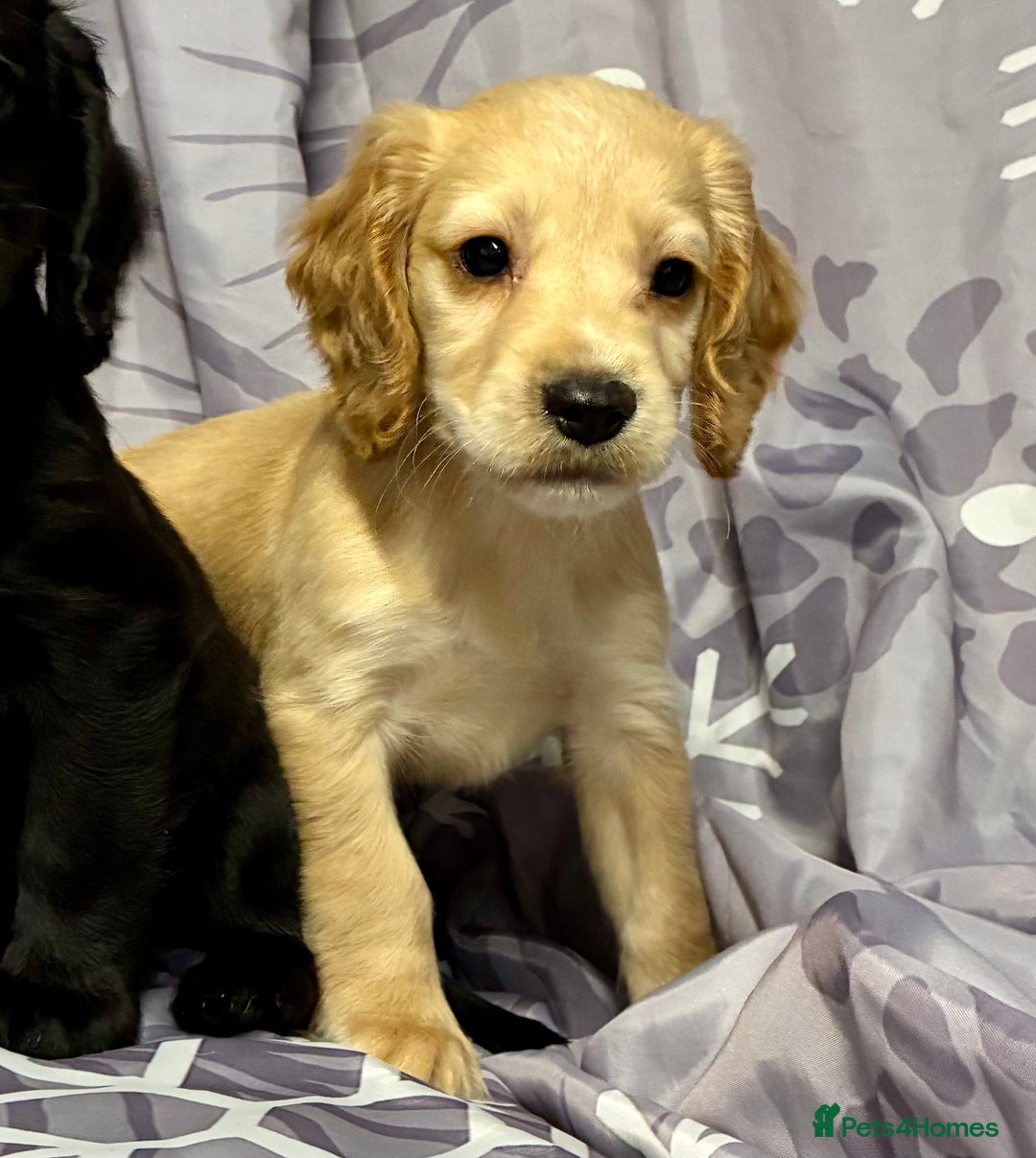Cocker Spaniel dogs for sale: Beautiful puppy’s  - Image 15