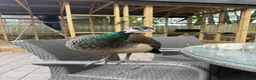 Peafowl poultry for sale: Pair of peafowl  in Bishop Auckland - Advert 2