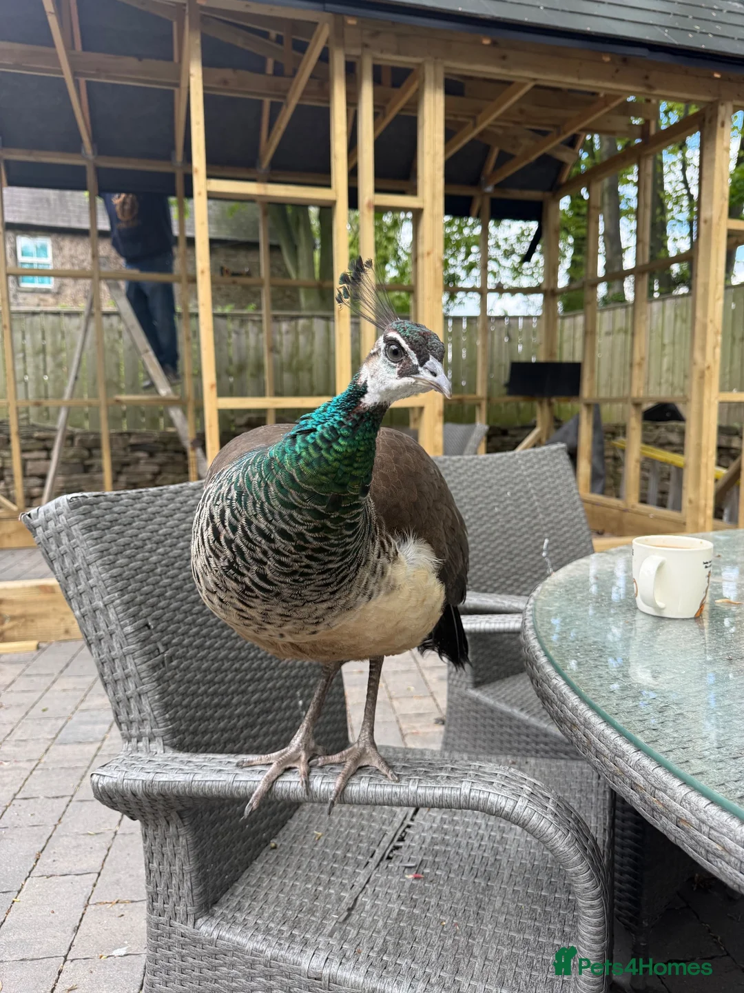 Peafowl poultry for sale: Pair of peafowl  in Bishop Auckland - Advert 2
