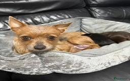 Chorkie dogs for sale: 1 beautiful little Chorkie girl - Advert 6