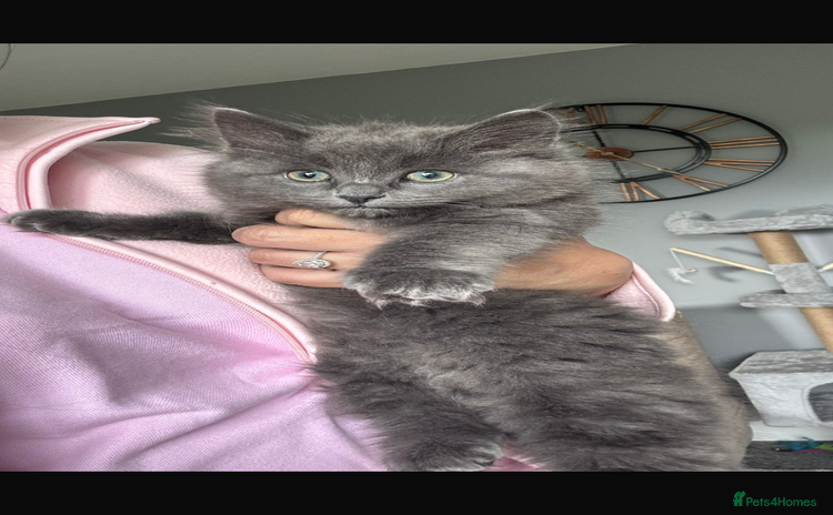 British Longhair cats - Advert 1