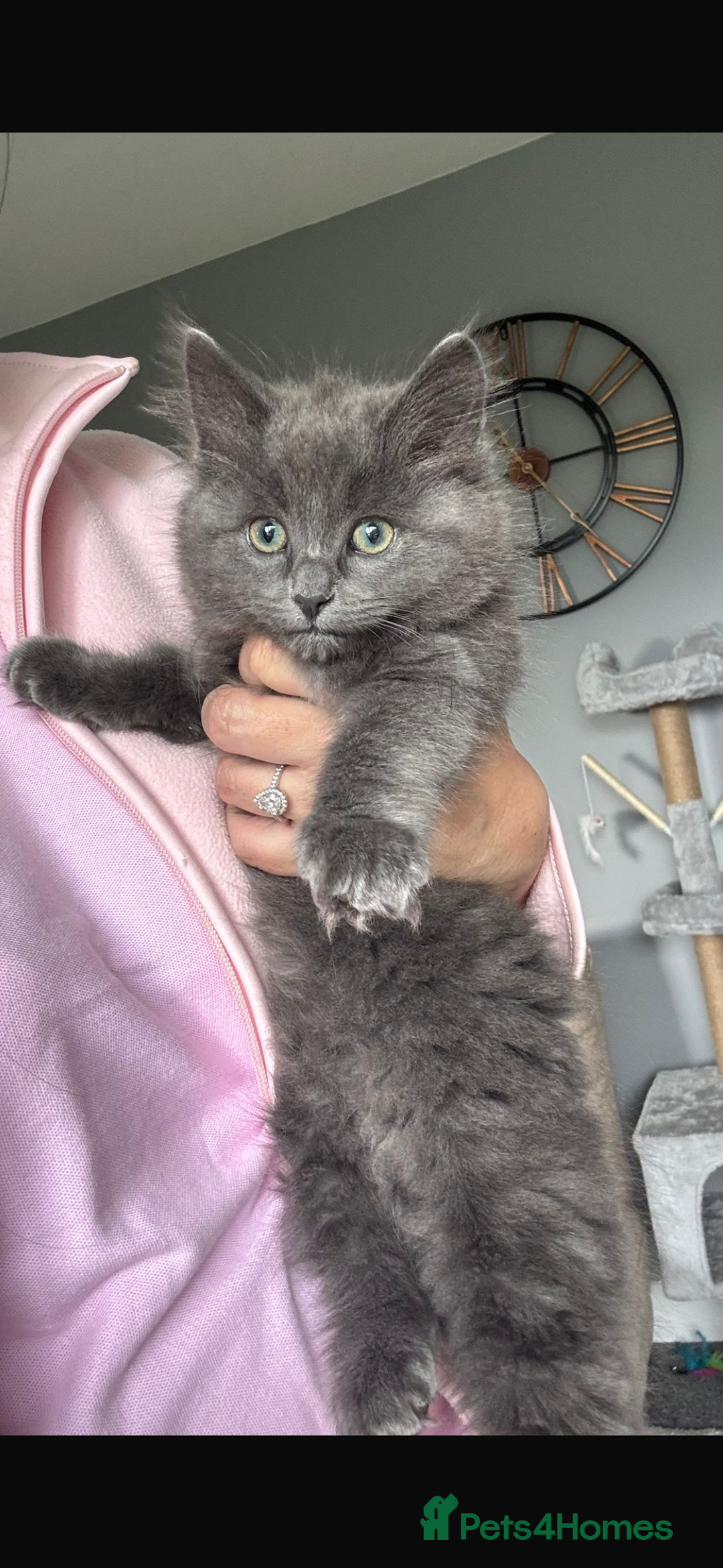 British Longhair cats for sale: British longhaired kittens  - Image 1
