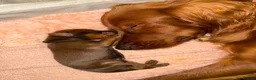 Mixed Breed dogs for sale: Irish setter cross Doberman puppies - Advert 6