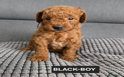 Toy Poodle dogs for sale: STUNNING RED TOY POODLE 🤩🐶 - Image 24