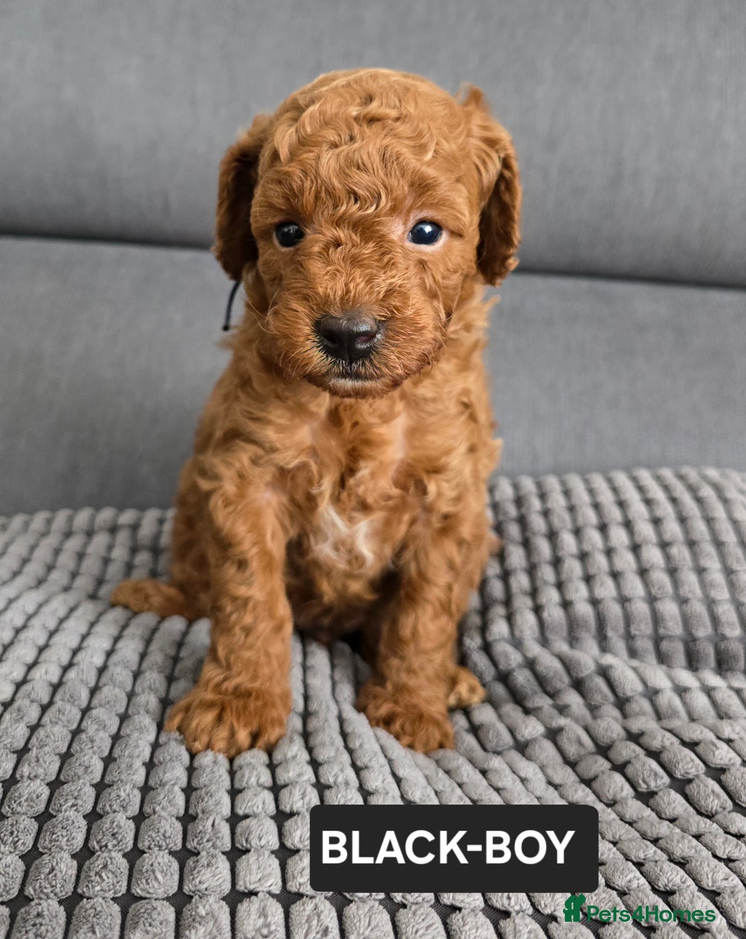 Toy Poodle dogs for sale: STUNNING RED TOY POODLE 🤩🐶 - Image 24