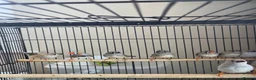 Finches birds for sale: Mix Aviary born Zebra Finch - Advert 7
