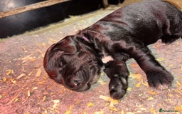 Mixed Breed dogs for sale: Pointer x Labrador puppies - Image 9