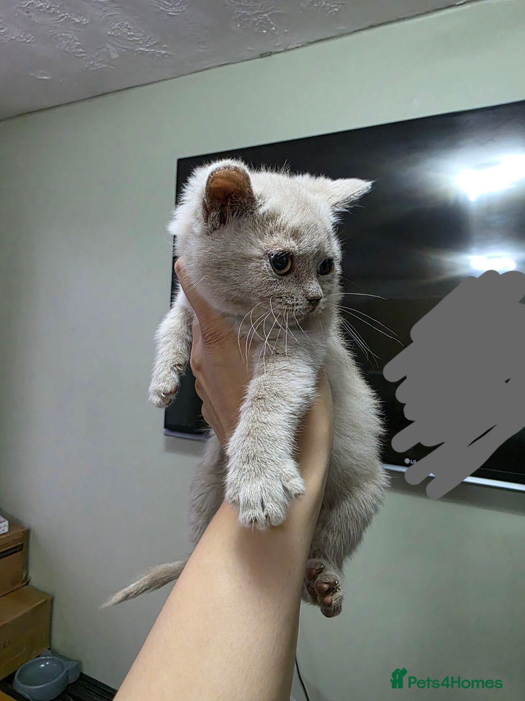 British Shorthair cats for sale: Beautiful British shorthair kittens - Image 17