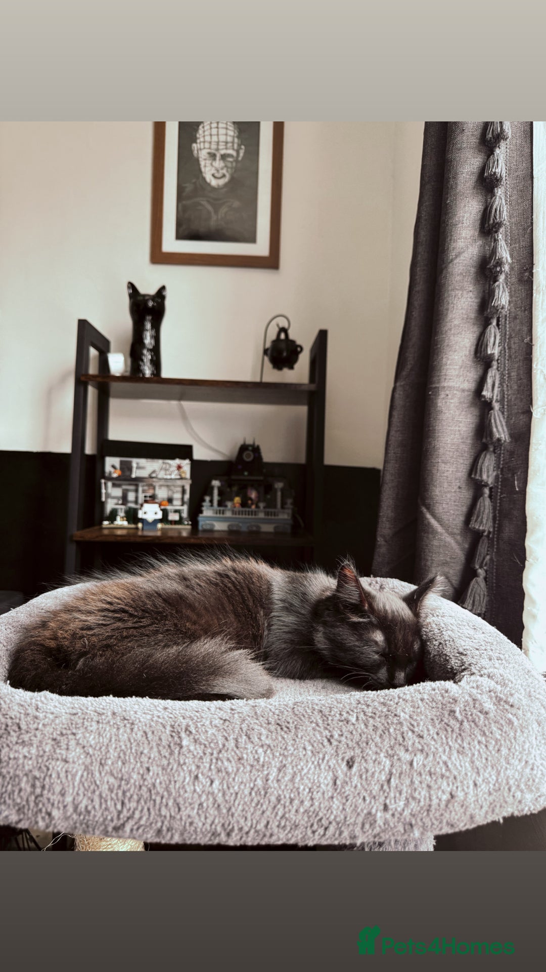 Domestic Shorthair cats for sale: Brother and sister black kittens  - Advert 8