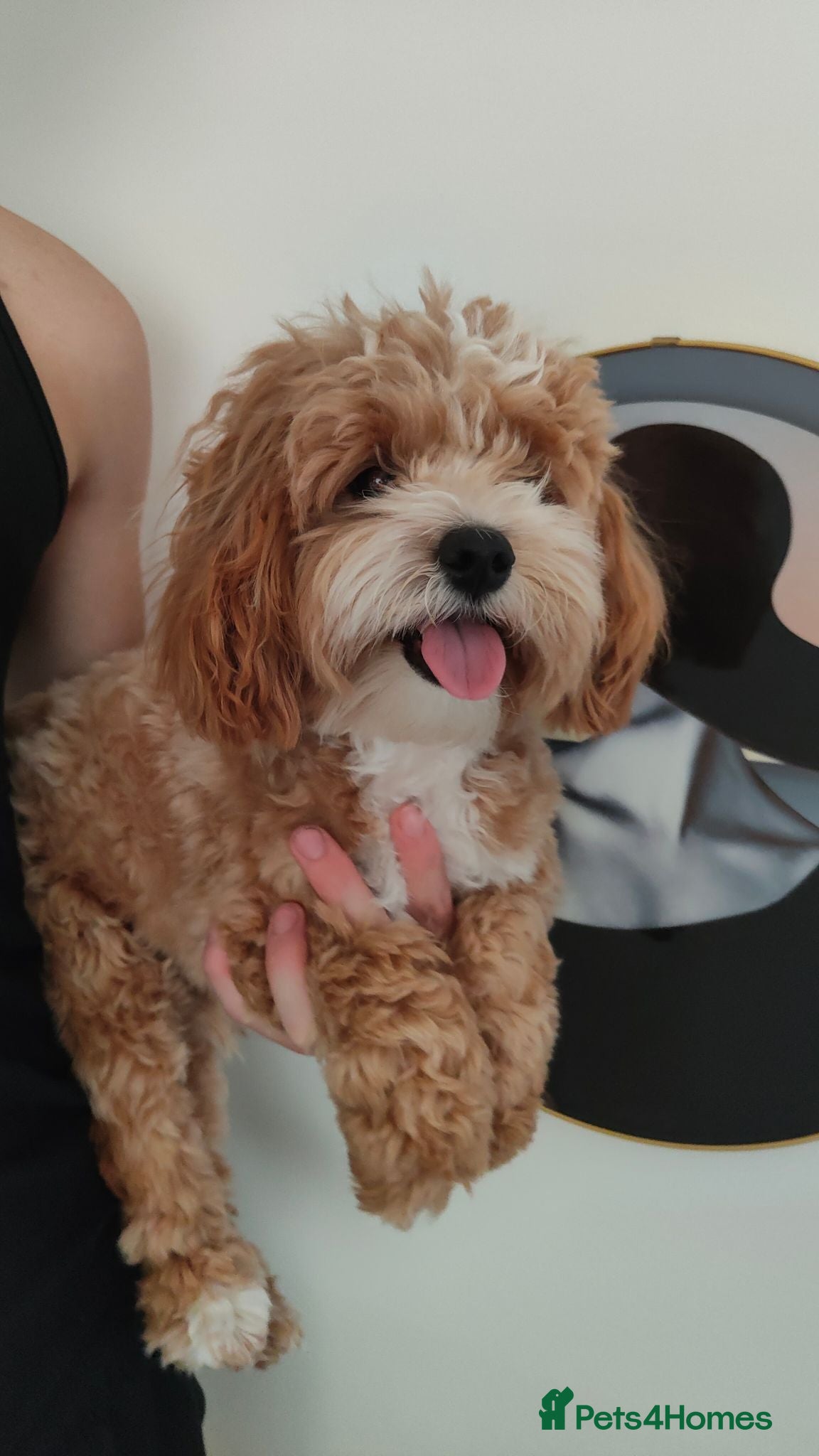 Maltipoo dogs F1 Asian Maltipoo puppies  - Advert 13